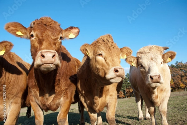 Obraz Neugierige Kühe