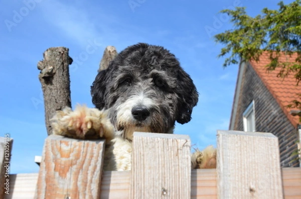 Obraz Süßer Aussiedoodle