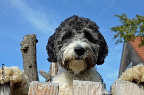 Obraz Süßer Aussiedoodle