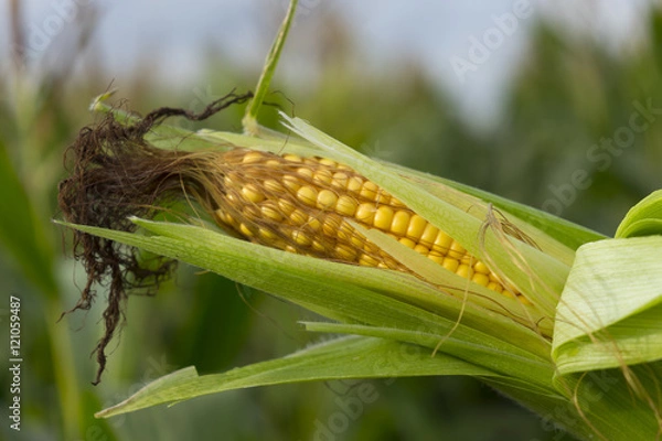 Fototapeta Ear of corn against a field under clouds