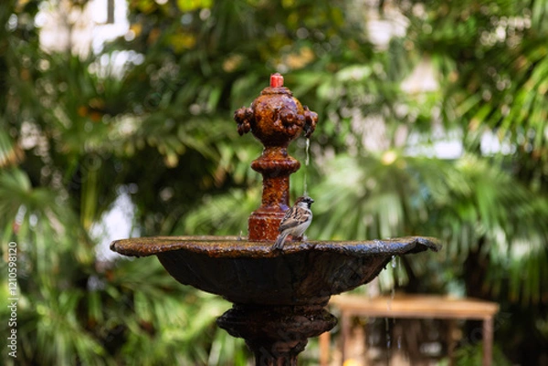 Fototapeta Sparrow landing on edge of garden fountain