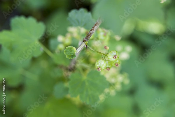 Fototapeta Close up of a bunch of unripe green redcurrants growing on stem of redcurrant bush.