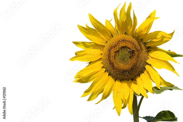 Obraz sunflower