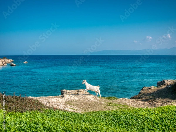 Obraz Goat on a Rock Overlooking the Seaside. Akamas National Forest Park, Cyprus