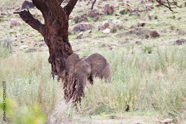 Obraz Elefant unter Baum