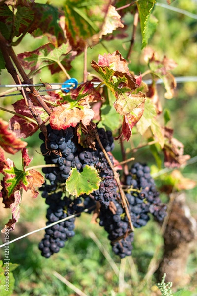 Obraz Grappe de raisin