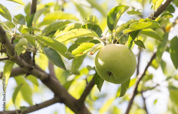 Fototapeta green apple on the tree