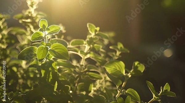 Fototapeta Fresh green leaves backlit by warm sunlight creating a natural bokeh effect, perfect for environmental or wellness projects and organic lifestyle designs.