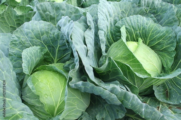 Obraz 生育中のキャベツ