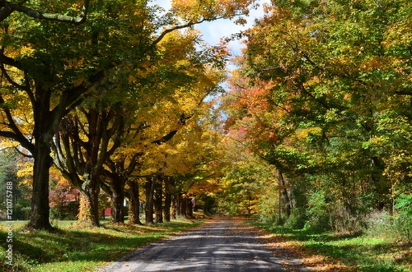 Obraz Row of colorful trees along a country road on an Autumn day 