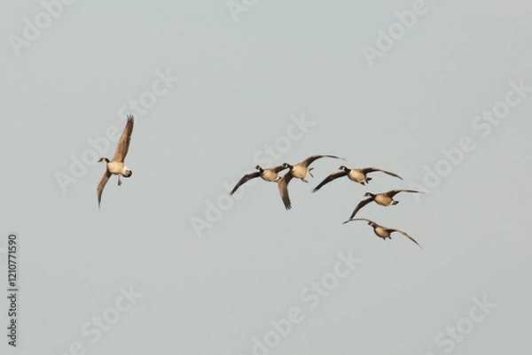 Obraz birds in flight