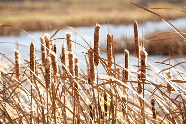 Fototapeta Cattails in the wind