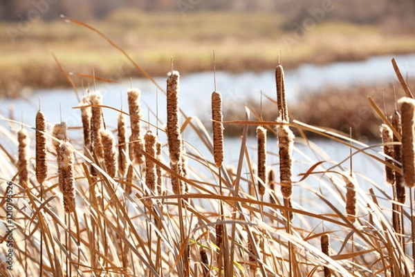 Obraz Cattails in the wind
