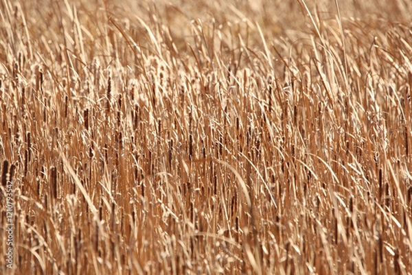 Fototapeta cattails in the wind