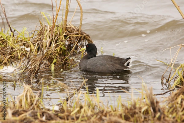 Obraz American Coot eating