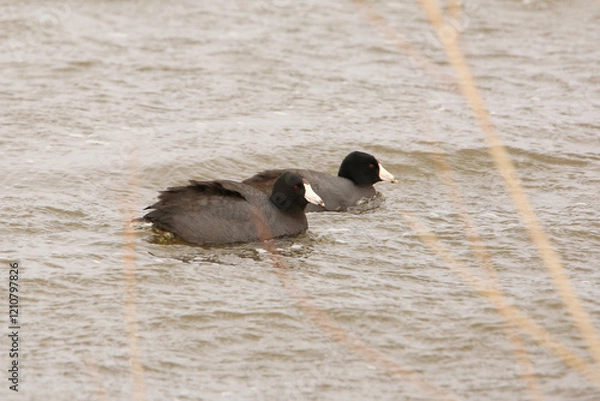 Fototapeta American Coot