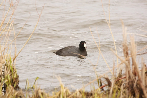 Obraz American Coot