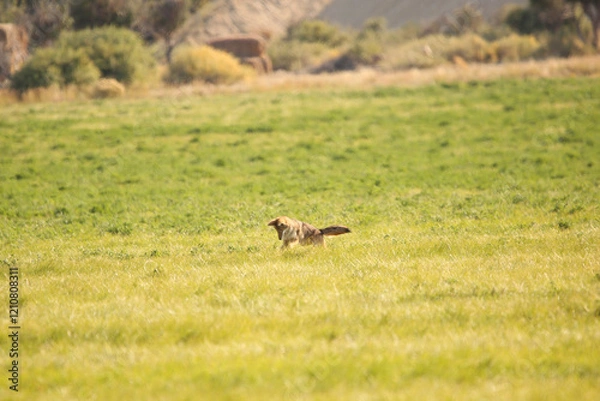 Fototapeta Coyote 