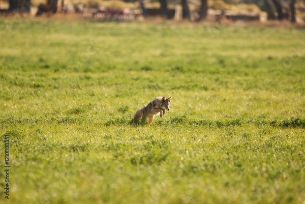 Obraz Pouncing Coyote