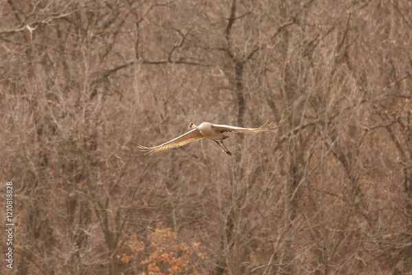 Fototapeta flying crane 