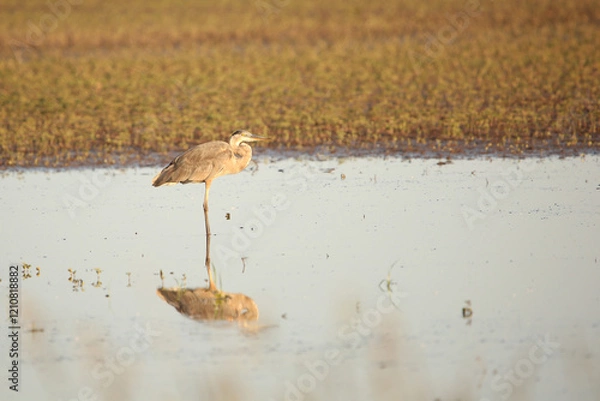 Fototapeta standing crane 