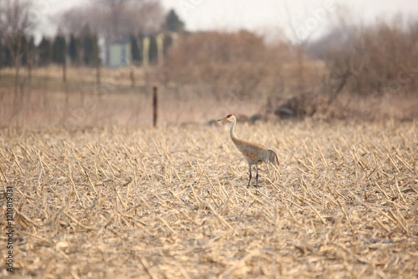 Obraz Sandhill Crane