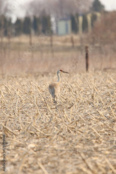Obraz Sandhill Crane