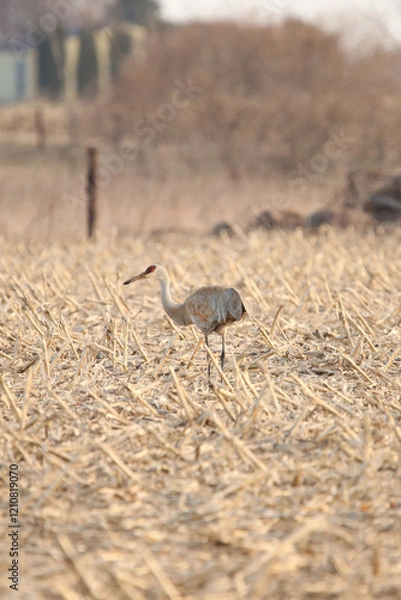 Obraz Sandhill crane