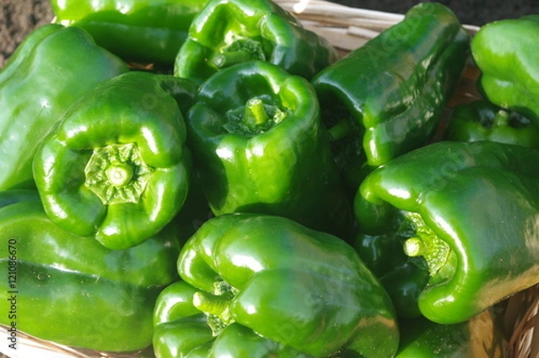 Obraz 収穫直後の新鮮なピーマン