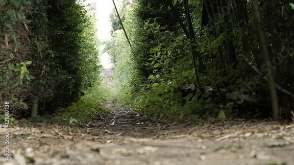Fototapeta 抜道・小道