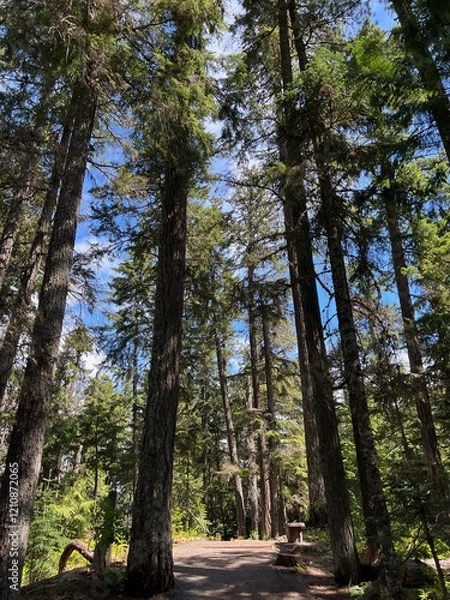 Obraz trees in the forest