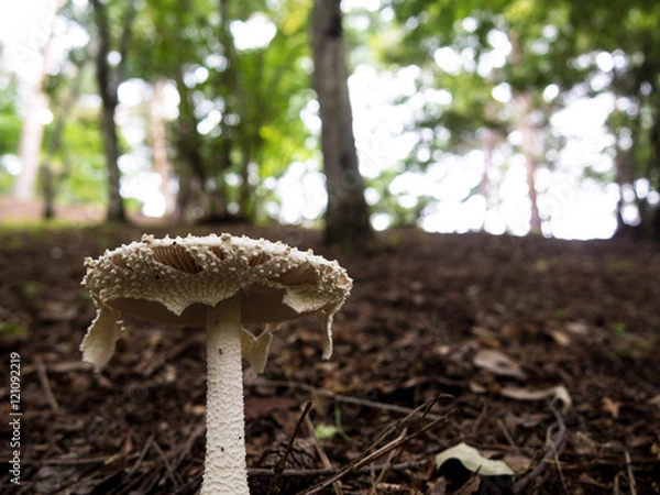 Fototapeta 森のキノコ