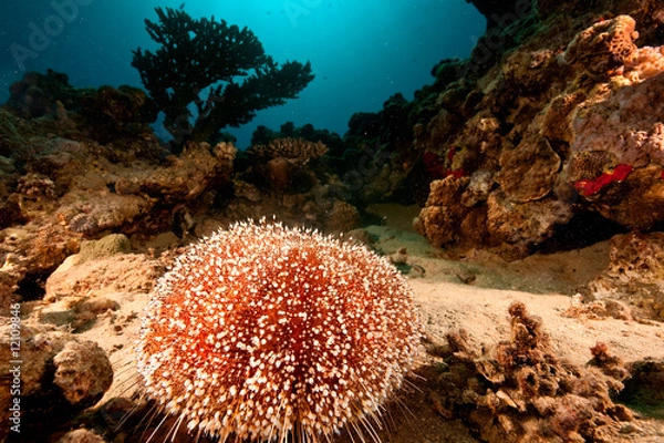 Fototapeta fire urchin