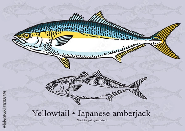 Fototapeta Yellowtail Fish (japoński Amberjack). Ilustracja wektorowa dla grafiki w małych rozmiarach. Nadaje się do projektowania graficznego i projektowania opakowań, przykładów edukacyjnych, stron internetowych itp.