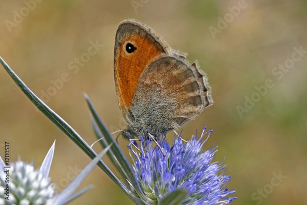 Obraz Coenonympha pamphilus, Kleiner Heufalter