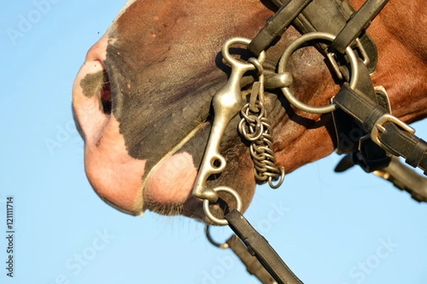 Obraz Lusitano Hengst