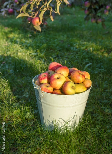 Obraz Ein Eimer voller Äpfel im Garten