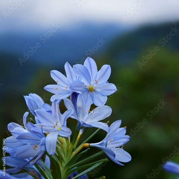 Obraz ユキノシタは夏に咲く花で水色の細長い花びらが付いていて枝先に集まって咲いている