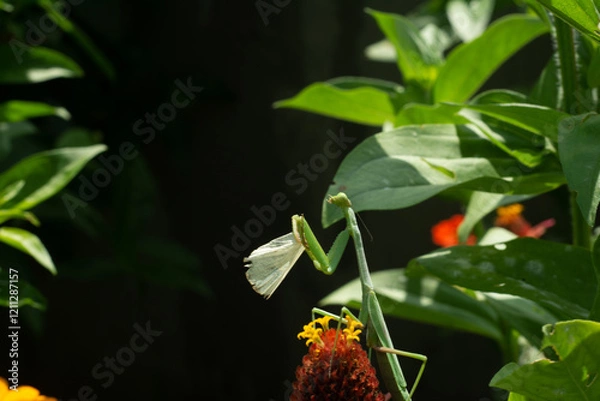 Obraz Mantis cazando mariposa