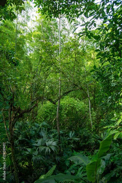 Fototapeta Bosque tropical 