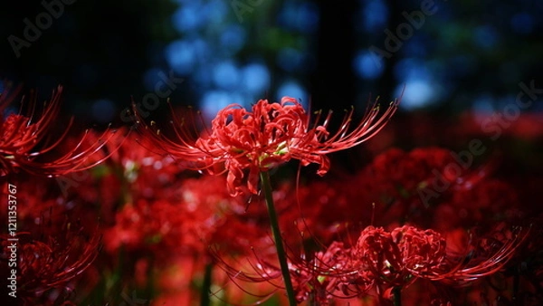 Fototapeta 彼岸花