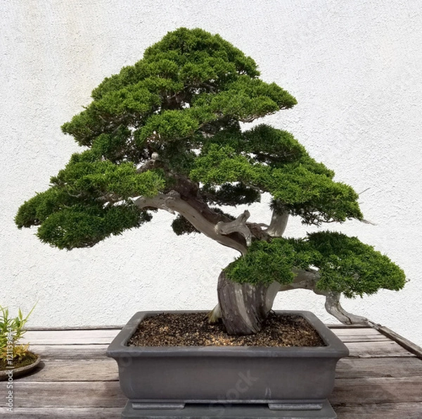 Fototapeta Krajobraz Bonsai i Penjing z miniaturowym wiecznie zielonym drzewkiem na tacy