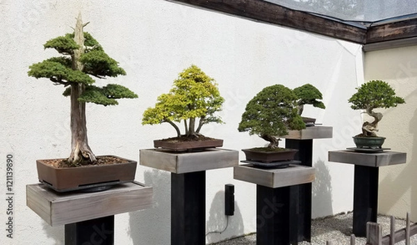 Fototapeta Wystawa Bonsai i Penjing z miniaturowymi drzewkami na tacach