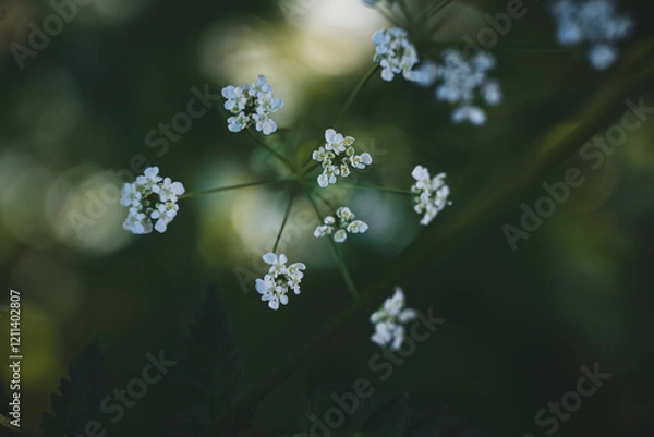Obraz forget me not flowers