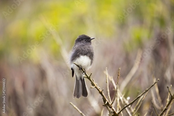 Obraz Black Phoebe (Sayornis nigricans)