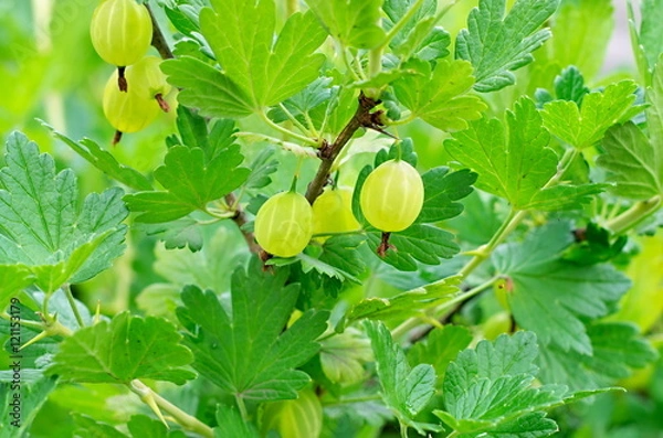 Obraz ripe berries green gooseberries on the branch