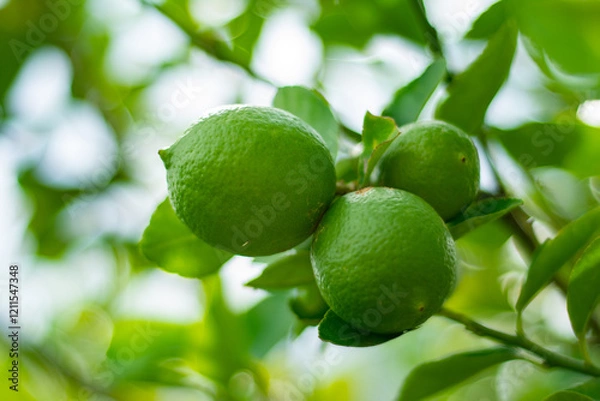 Fototapeta Manojo de limones