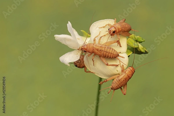 Fototapeta A number of young field crickets are eating winged bean flowers (Psophocarpus tetragonolobus). This insect has the scientific name Gryllus campestris.