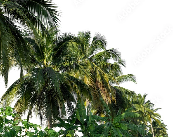Fototapeta Coconut palm trees in summer on transparent background with clipping path and alpha channel.