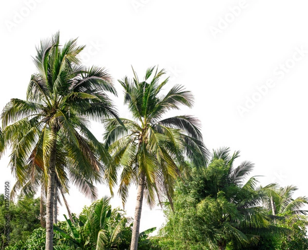 Fototapeta Coconut palm trees in summer on transparent background with clipping path and alpha channel.